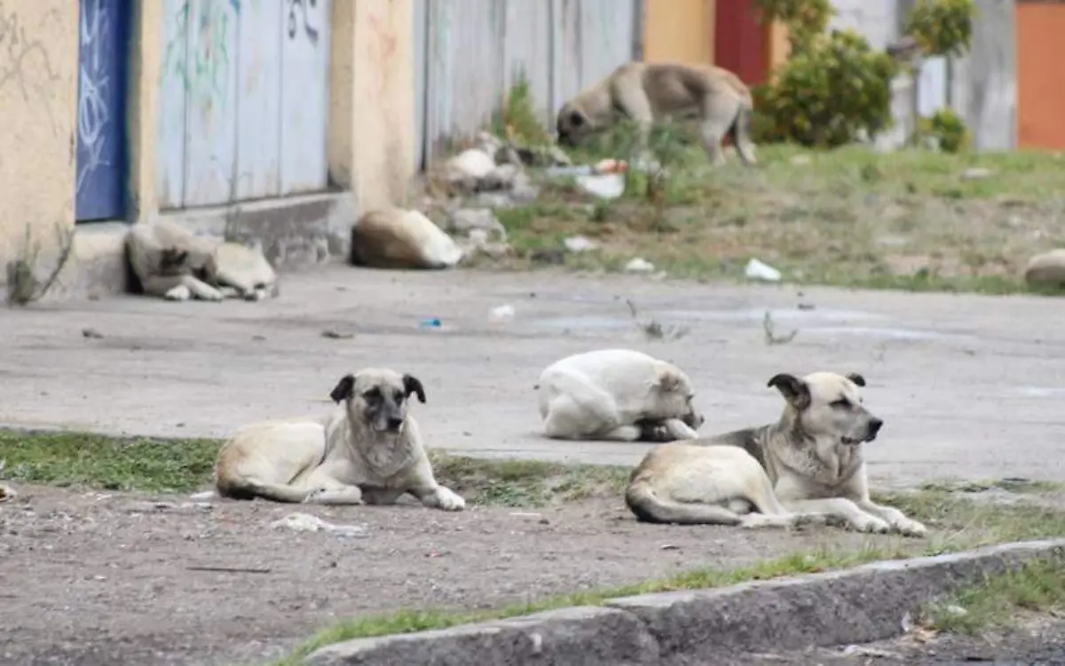 Perros callejeros